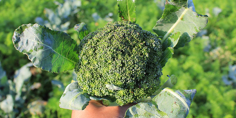Broccoli Broccoli