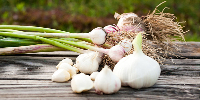 Hvidløg Garlic