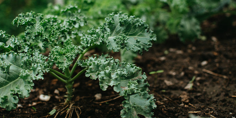 Grønkål Kale