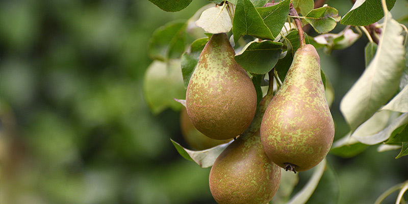 Pærer Pears