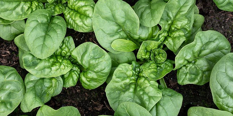Spinat Spinach