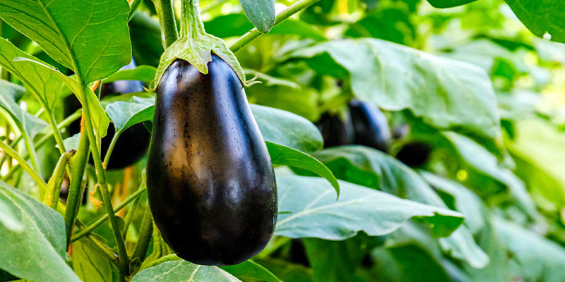Aubergine/aubergine Aubergine/Eggplant