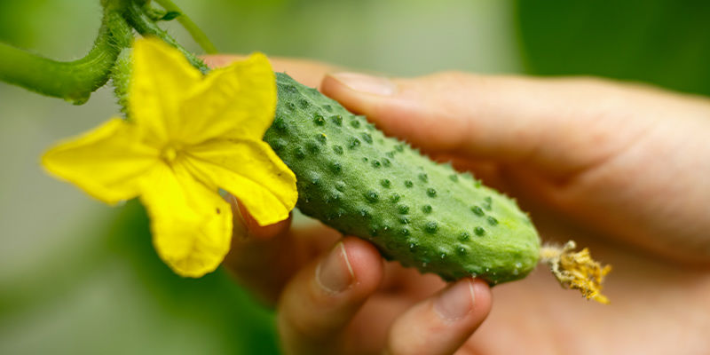 Agurk Cucumber
