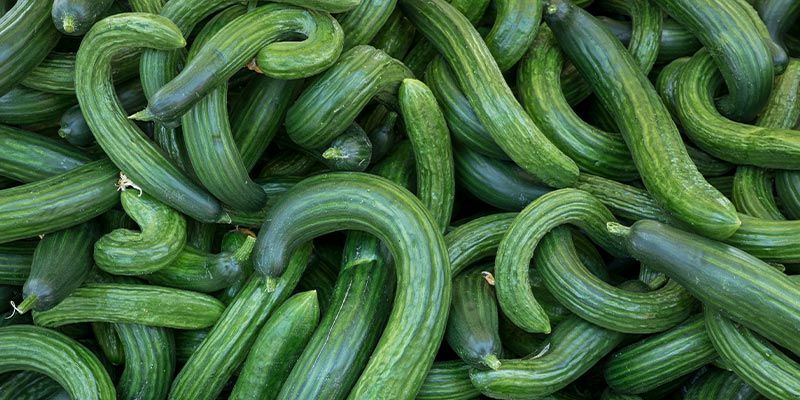 Mulige planteproblemer Possible Plant Problems