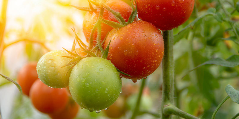Tomatoes Tomatoes