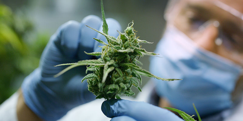 Hvad er F1-hybridfrø? What Are F1 Hybrid Seeds?