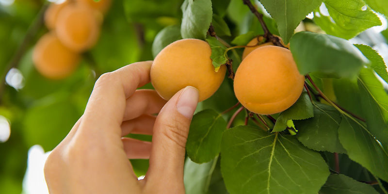 Abrikoser Apricots