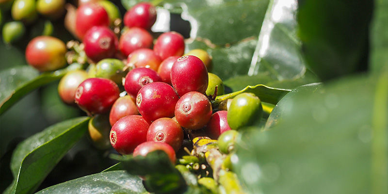 Kaffe Coffee