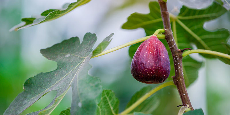 Figner Figs