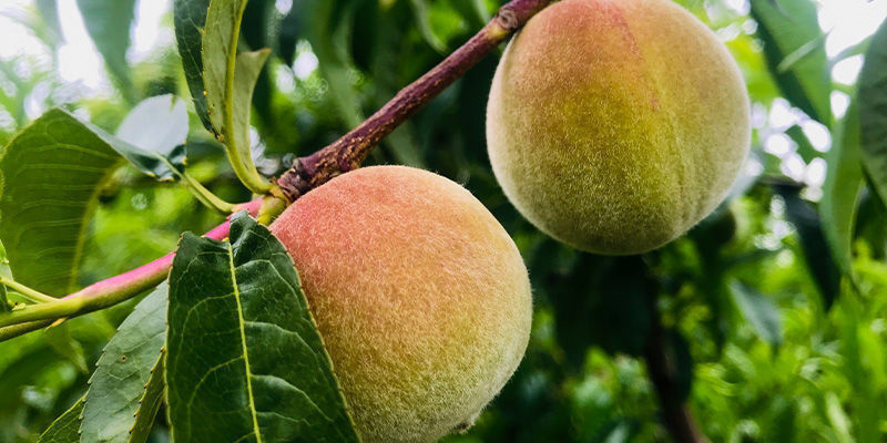 Ferskner Peaches