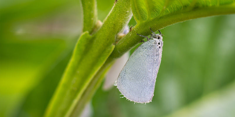 Potentielle planteproblemer Potential plant problems