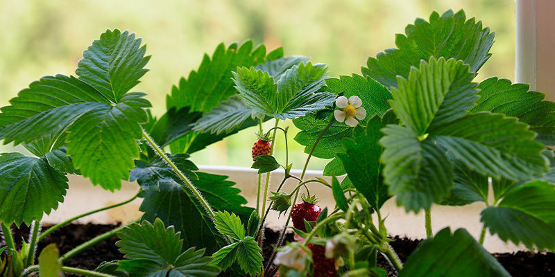 Jordbær Strawberries