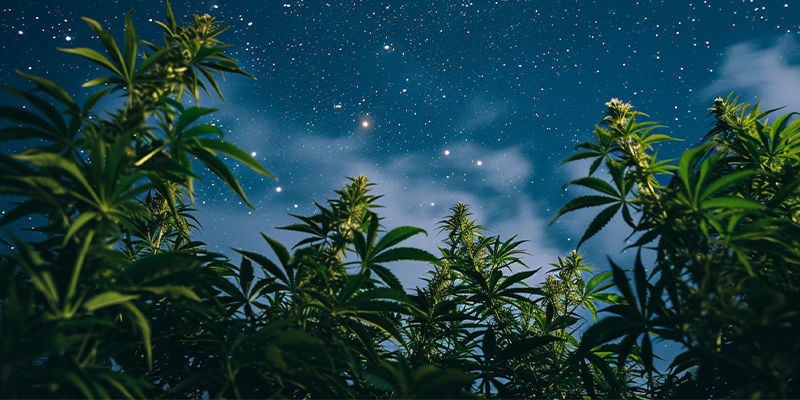 Dette er vejen til fantastisk cannabis This is the way to great cannabis