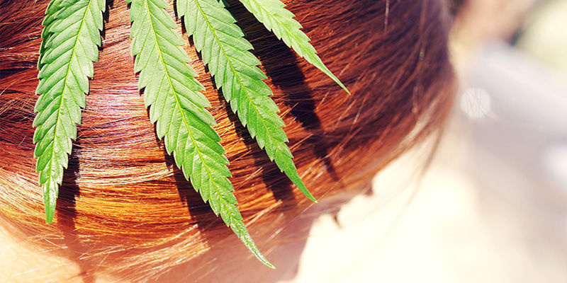 Giver cannabis hårvækst eller hårtab? Giver cannabis hårvækst eller hårtab?