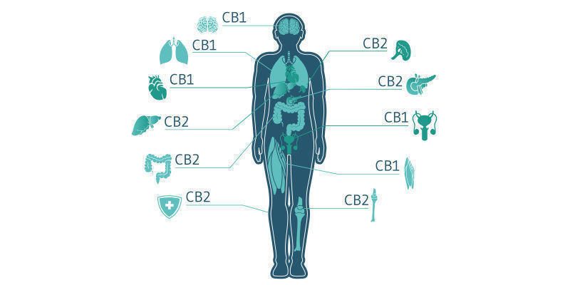 Interaktion med det endocannabinoide system Interaktion med det endocannabinoide system