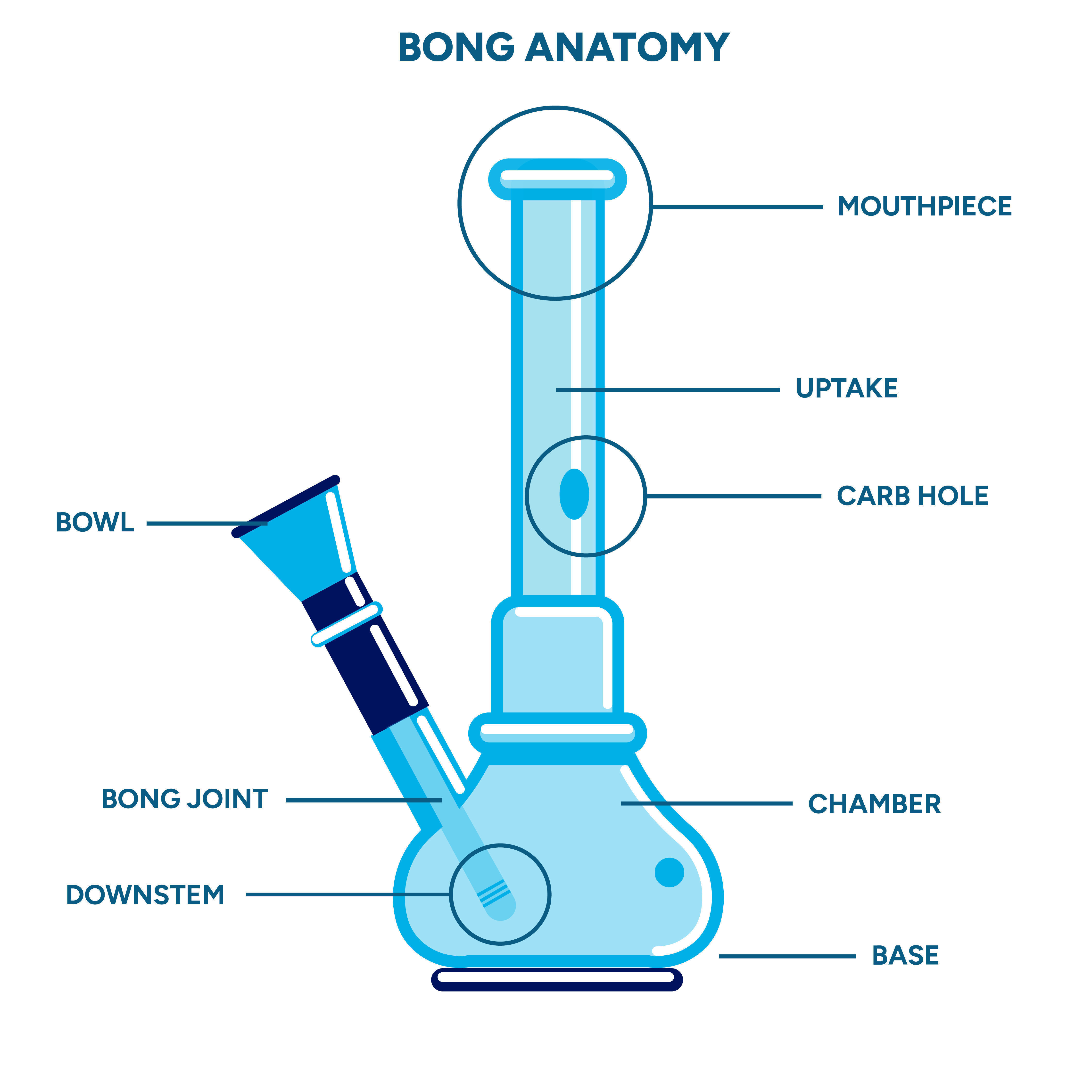 Bongens anatomi Bongens anatomi