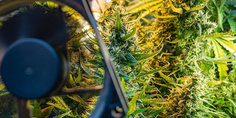 Forebyggelse af vindskader på cannabis Forebyggelse af vindskader på cannabis