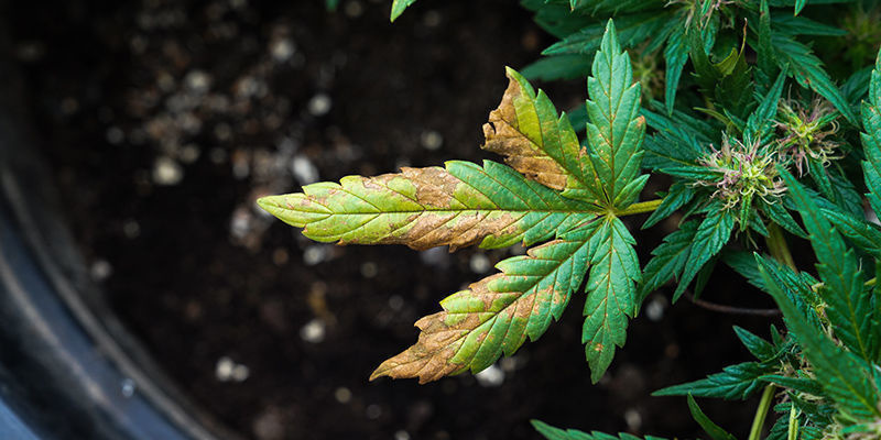 Hvordan ser vindsvidning ud på cannabis? Hvordan ser vindsvidning ud på cannabis?
