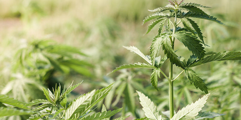 Hvad er vindskader på cannabis? Hvad er vindskader på cannabis?