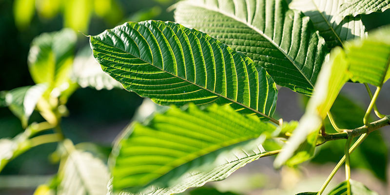 Giver forskellige typer kratom forskellige effekter? Giver forskellige typer kratom forskellige effekter?