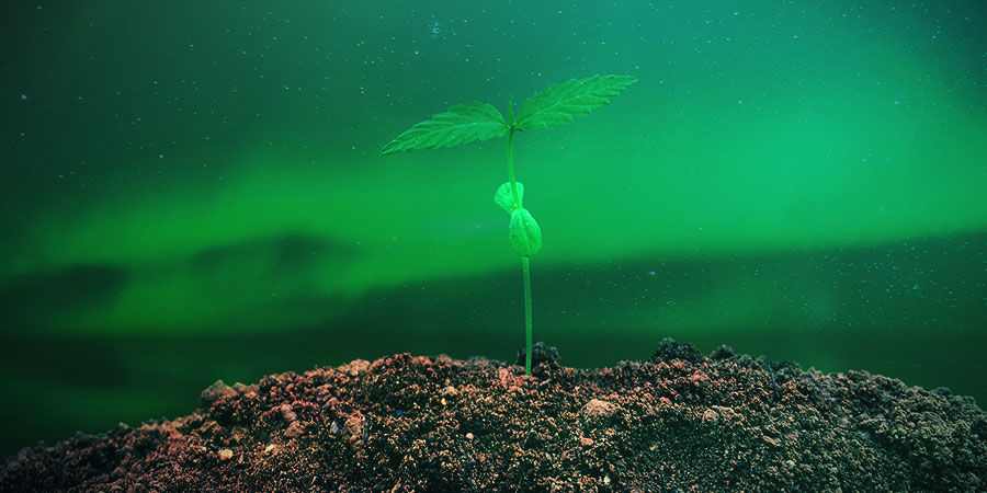 Sådan dyrker du Northern Lights SÅDAN DYRKER DU NORTHERN LIGHTS