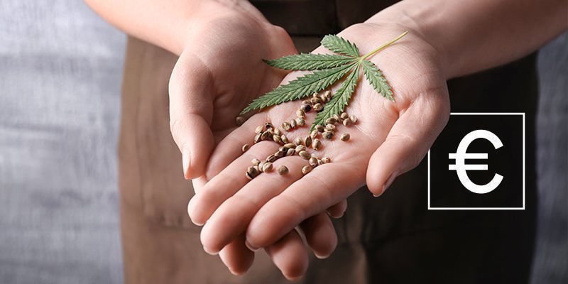 Hvad koster cannabisfrø? Hvad koster cannabisfrø?