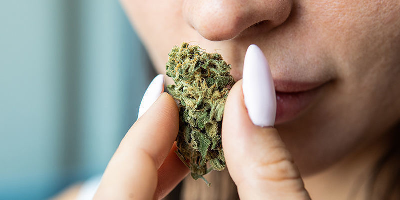 Hvad kendetegner cannabis af god kvalitet? Hvad kendetegner cannabis af god kvalitet?
