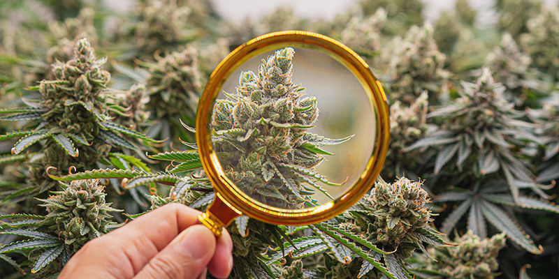Hvad er nyt inden for cannabisforskning? Hvad er nyt inden for cannabisforskning?