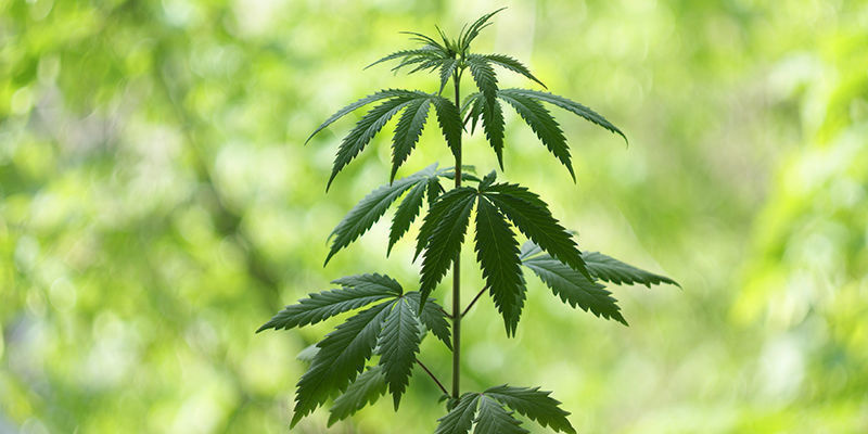 Hvornår starter cannabis’ vegetative fase? Hvornår starter cannabis’ vegetative fase?