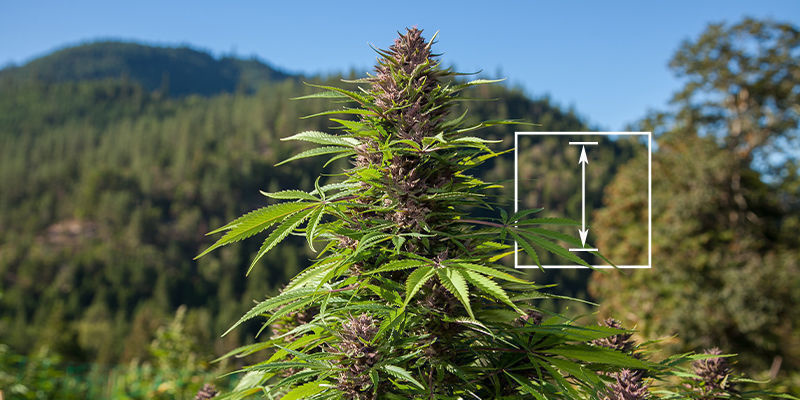 Hvilken cannabisplante er den højeste? Hvilken cannabisplante er den højeste?