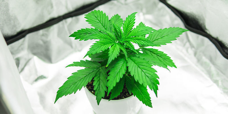 All-i-en cannabis dyrkningsbokse All-i-en cannabis dyrkningsbokse