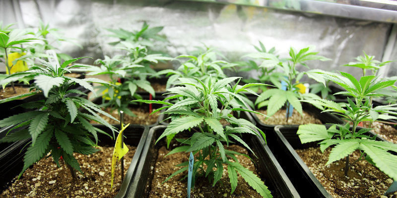 En ny æra inden for dyrkningsteknologi til cannabis En ny æra inden for dyrkningsteknologi til cannabis