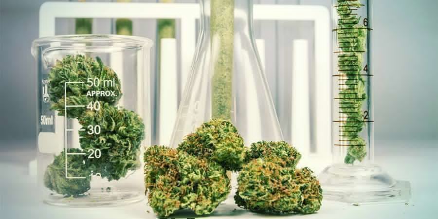 Cannabis: en kemisk kompleks urt Cannabis: en kemisk kompleks urt