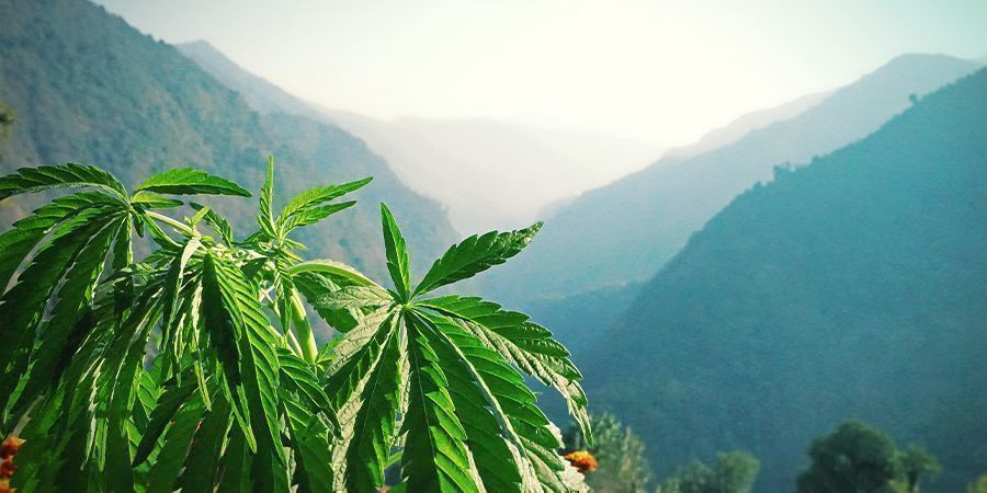 Hvordan virker terpener? Hvordan virker terpener?