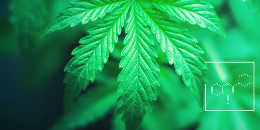 Hvad er funktionen af flavonoider, terpener og terpenoider? Hvad er funktionen af flavonoider, terpener og terpenoider?