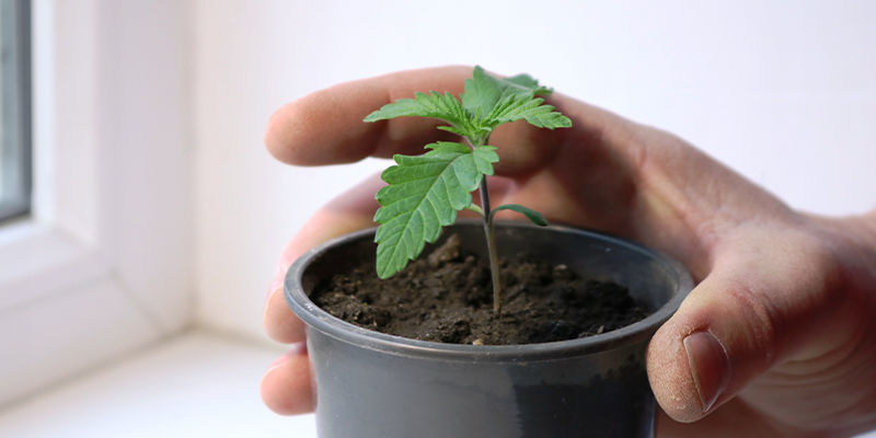 Dyrk din egen cannabis i vindueskarmen i dag Dyrk din egen cannabis i vindueskarmen i dag