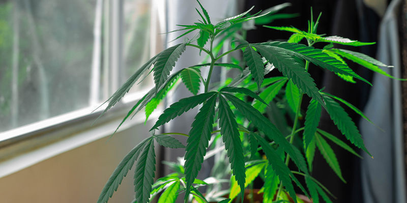 Dyrk cannabis i din vindueskarm Growing Cannabis On Your Windowsill