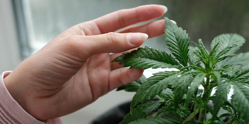 Ulemperne ved at dyrk cannabisplanter i en vindueskarm Ulemperne ved at dyrk cannabisplanter i en vindueskarm