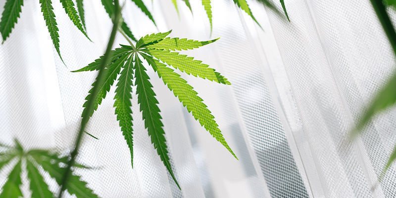 Fordelene ved at dyrk cannabis i en vindueskarm Fordelene ved at dyrk cannabis i en vindueskarm