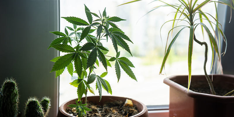Hvorfor dyrke cannabis i en vindueskarm? Hvorfor dyrke cannabis i en vindueskarm?