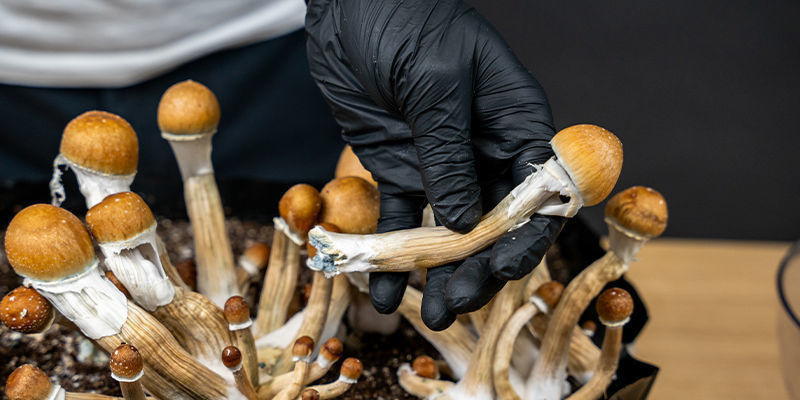 Planlæg dit næste trip med Zamnesia Planlæg dit næste trip med Zamnesia