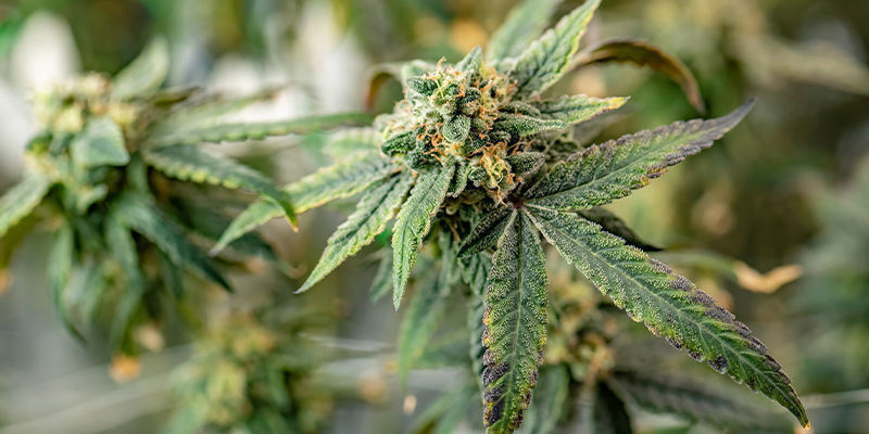 10 mest usædvanlige steder at dyrk cannabis 10 mest usædvanlige steder at dyrk cannabis