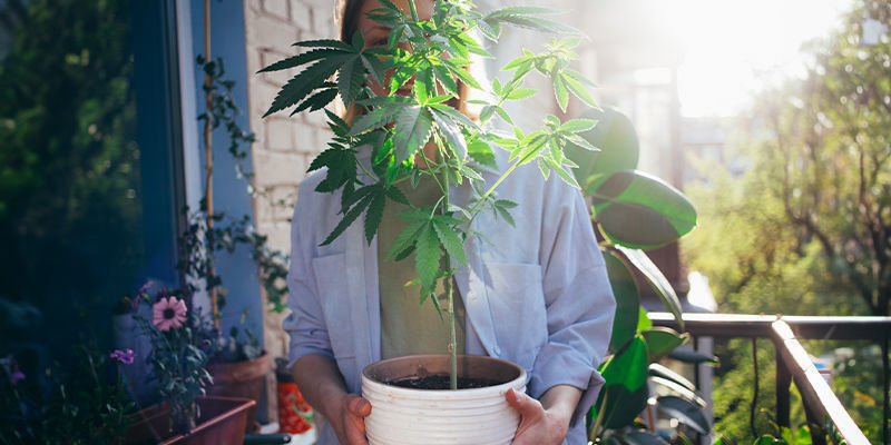 Dyrk derhjemme: Cannabis gjort nemt Dyrk derhjemme: Cannabis gjort nemt
