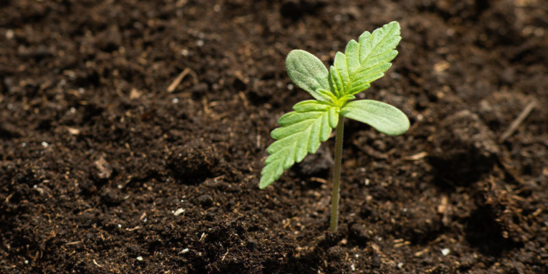 Dyrkning af cannabis i rummet Cultivating Space Cannabis