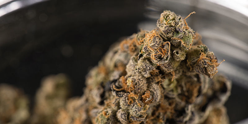 Har cannabis været i rummet før? Har cannabis været i rummet før?