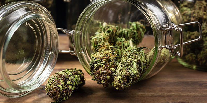 Hvorfor curing af cannabis er så vigtigt Hvorfor curing af cannabis er så vigtigt