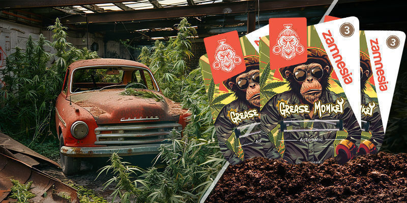 Grease Monkey Grease Monkey