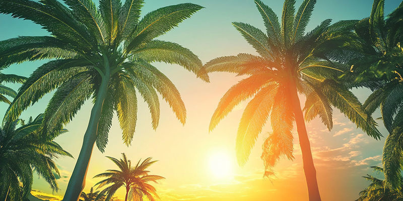 Dyrkning af cannabis i Californiens klima Dyrkning af cannabis i Californiens klima
