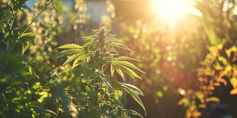 Sådan vælger du de rigtige cannabissorter at dyrke i Californien Sådan vælger du de rigtige cannabissorter at dyrke i Californien