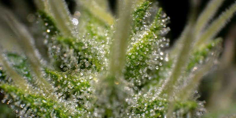 Hvordan aktiverer jeg mit THCa? Hvordan aktiverer jeg mit THCa?